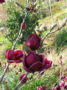 Obraz Magnolia